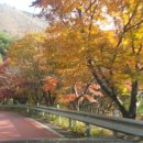 밤머리재홍단풍거리 이미지