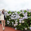 종달리수국길 이미지