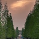 기지시 메타세콰이아 이미지