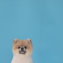 살롱드 펫 이미지