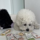 (주)엑스아이소프트 | 합성첨가물 없는 건강한 왈랄라 소프트연어쿠키 강아지간식 솔직 후기