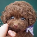 초코네 애견샵 이미지