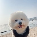 슈슈 이미지