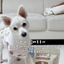 (주) 하나사료 | 강아지사료 눈물·피부 고민 해결 배부루다 가수분해 연어+황태 후기