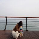주식회사 한진무역 | 당진 강아지랑 가볼만한곳 한진포구, 삽교호 산책!