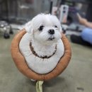 일품향 | [공지] 지금 우리의 시간이 가장 아름다울지 몰라 변명뿐이더라도