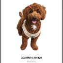 PET사랑 | 티커샵_강아지 스티커 주문 제작 후기/유포, 친환경, 아트, 투명 PET 스티커/귀여운 강아지🐶