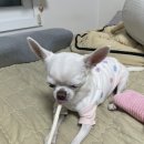 두세네몽 이미지