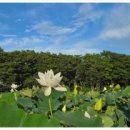 무안 톱 관광펜션 | 무안펜션 무안한옥마을연꽃집에서 편안한 하루 보냈어요