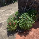 봉성목장 이미지