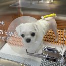 오션동물메디컬센터 이미지