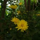 칠보중학교 이미지