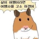 체크인 여행사 이미지