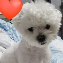 모모애견미용실 이미지