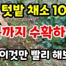 11월에 심고 봄까지 수확하는 텃밭작물 10가지 월동채소 이미지