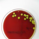 Micrococcus luteus-2019-03-20 이미지