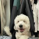 봉자 이미지