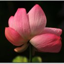 연꽃유치원 이미지