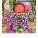 루첼라리아 이미지