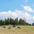 미소목장 이미지