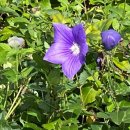 부리면사무소 앞 이미지