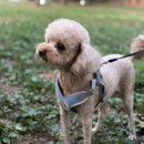 하이멍멍 이미지