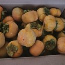 단감상회 이미지