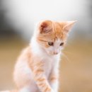 감성김밥 이미지