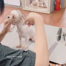 프란다스 애견 이미지