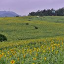 청보리 농장 이미지