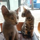 보라매웰종합동물병원 이미지