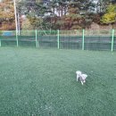 개들의왕국 이미지