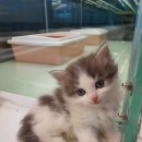 부산고양이분양 그린캣 이미지