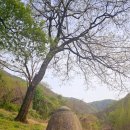 영천 영지사 승탑군