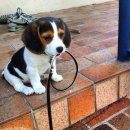 PET LOVE 이미지