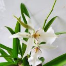 화이트 페어리 이미지