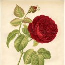 보태니컬 이미지