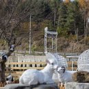 목동목장 | [홍천] 하양목장 홍천 데이트하기 좋은곳 귀여운 양과 양빵을 만날수있는 이곳