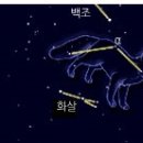 작은여우 이미지