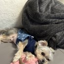 개깎쟁이 이미지