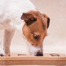 귀여운 강아지 이미지