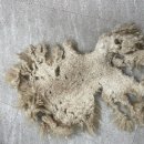 멍냥살롱 이미지