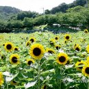해바라기모바일 이미지