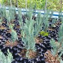 덕암농원 이미지