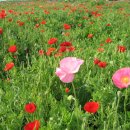 냉천삼거리 이미지