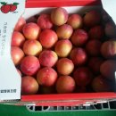 성골 농원 이미지