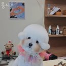몽시오 이미지