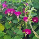 소리나팔꽃 이미지