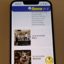 애견미용실 몽자네 이미지