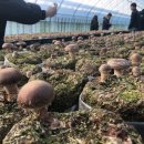 늘픔농장 이미지